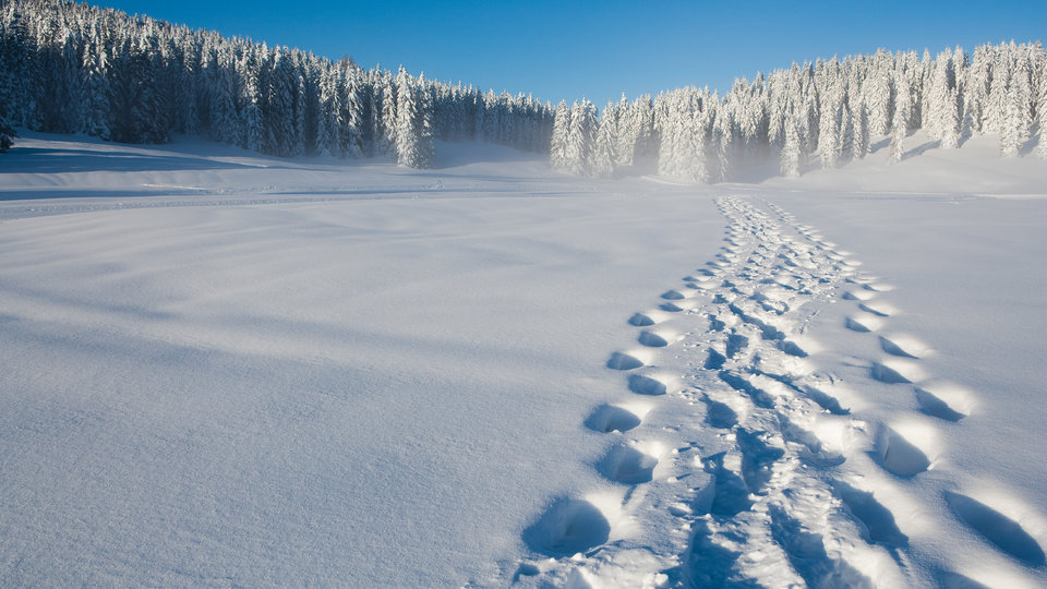 impronte sulla neve altopiano di asiago